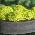 Lichen vert anis en gros plan – Panneau de signalisation : usages, normes et bonnes pratiques